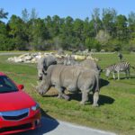 Lion Country Safari - Drive Through Safari + Adventure Park in United States