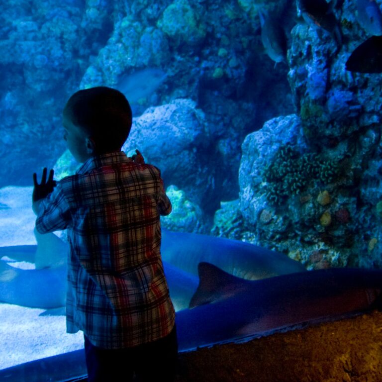 Downtown Aquarium Houston in United States