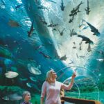 Poema del Mar - Aquarium Gran Canaria: Skip The Line in Spain