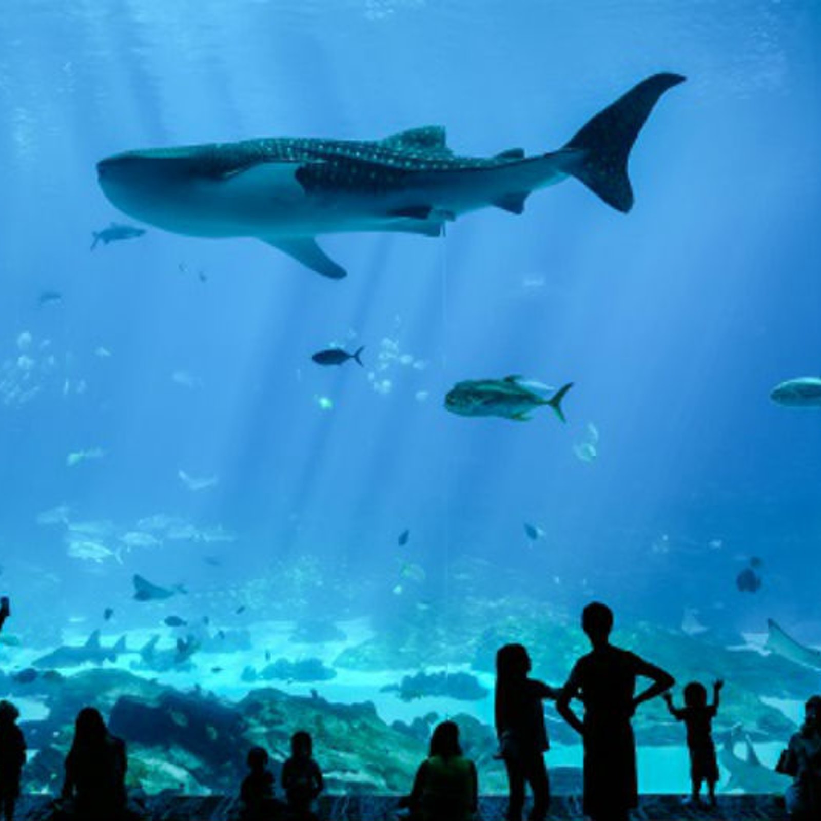 Georgia Aquarium: Fast Track in United States