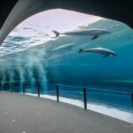 Aquarium of Genoa: Skip The Line in Italy
