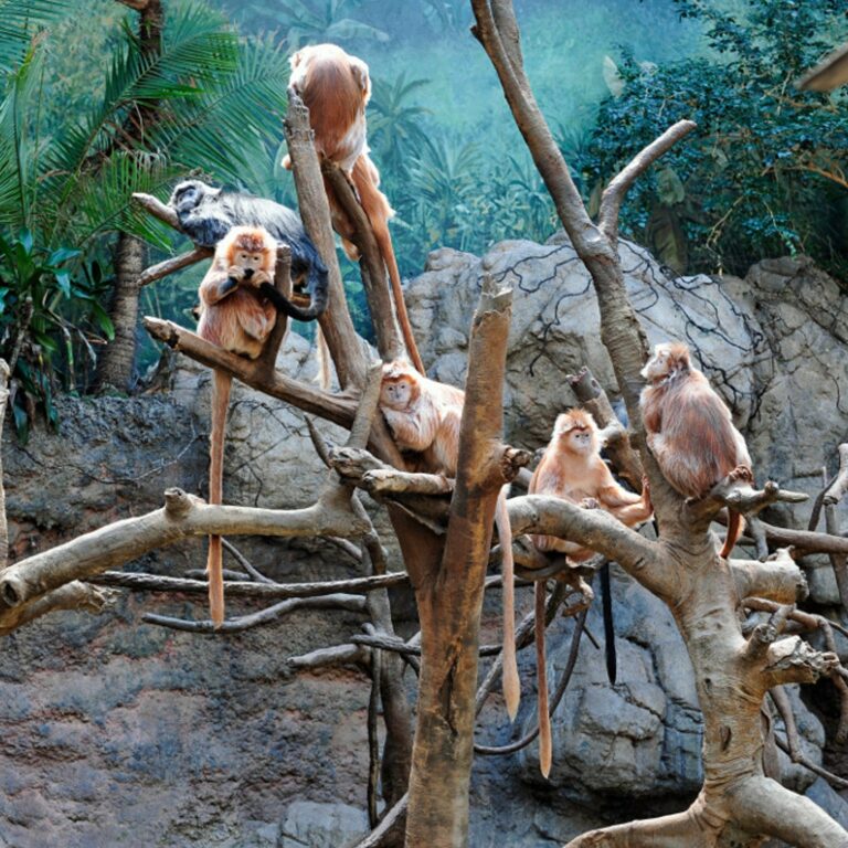 Bronx Zoo in United States