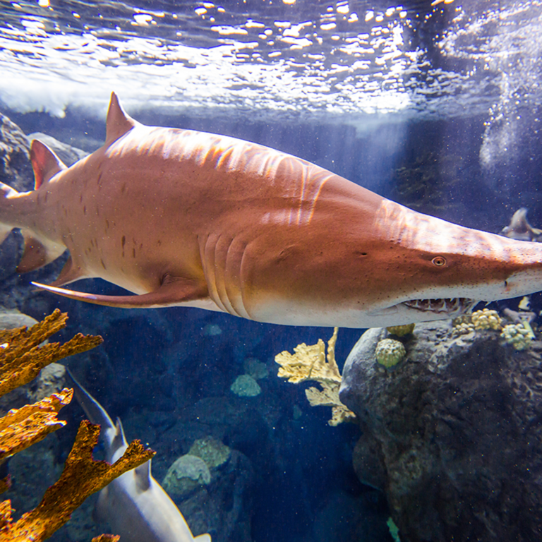 The Florida Aquarium: Skip The Line in United States