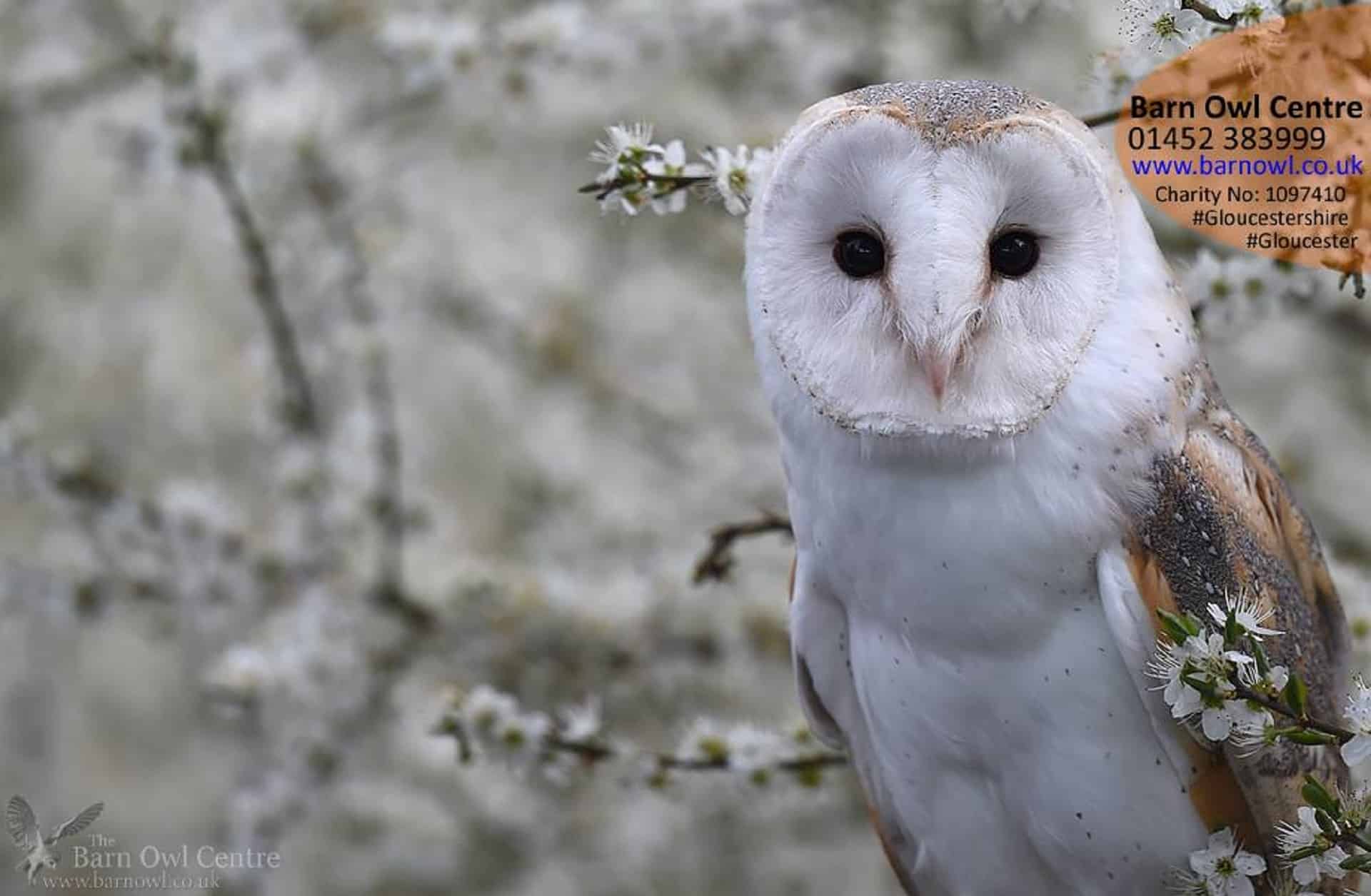 Barn Owl Centre in UK