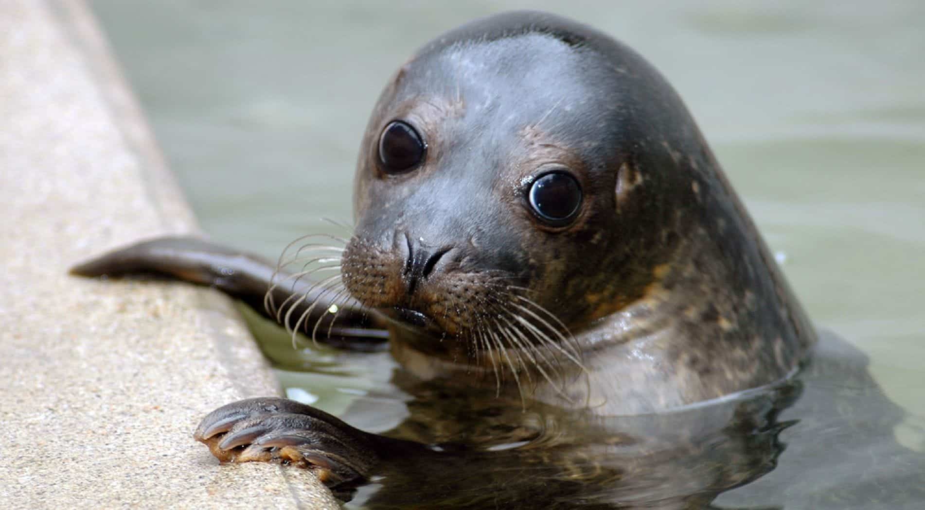 Cornish Seal Sanctuary in UK