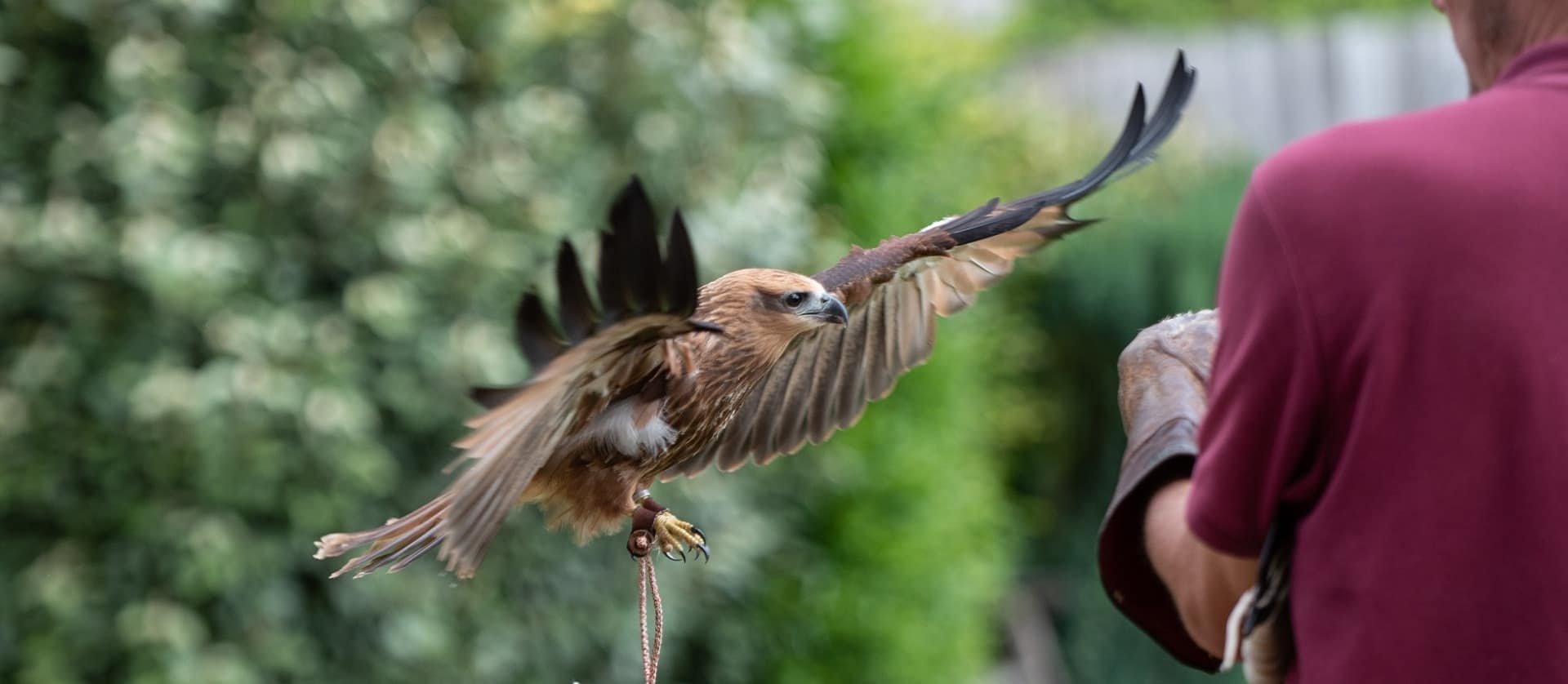 Cotswold Falconry Centre in UK