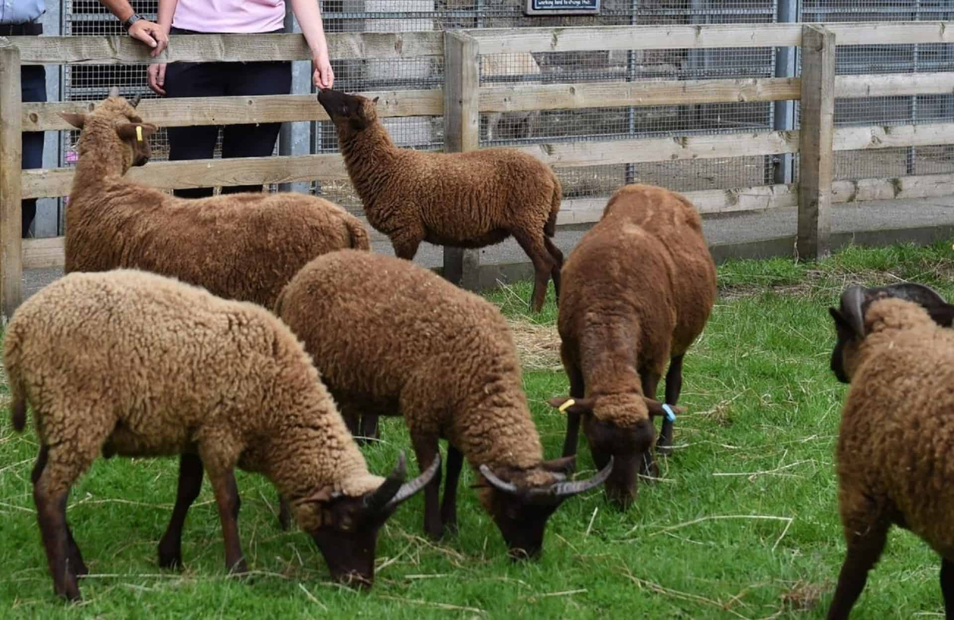 Croxteth Petting Farm in UK