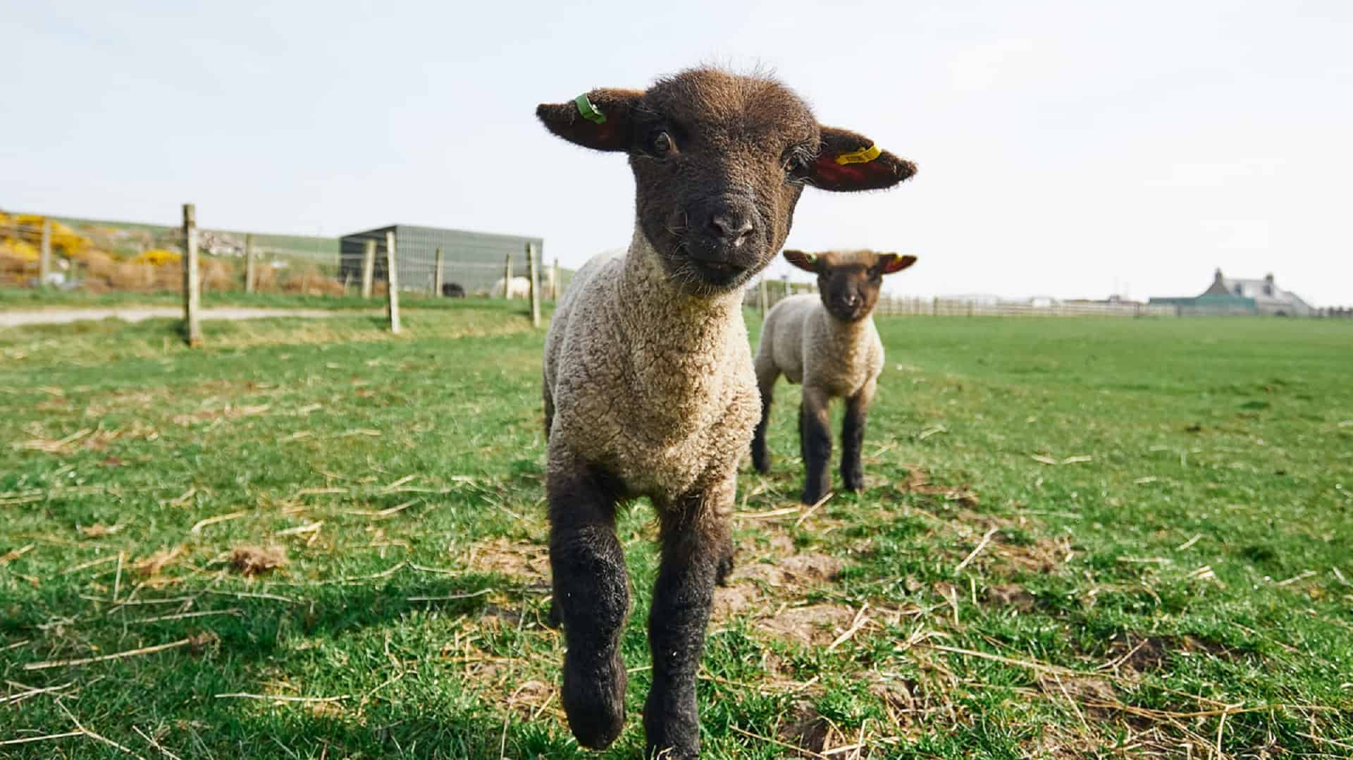 Doonies Rare Breeds Farm in UK