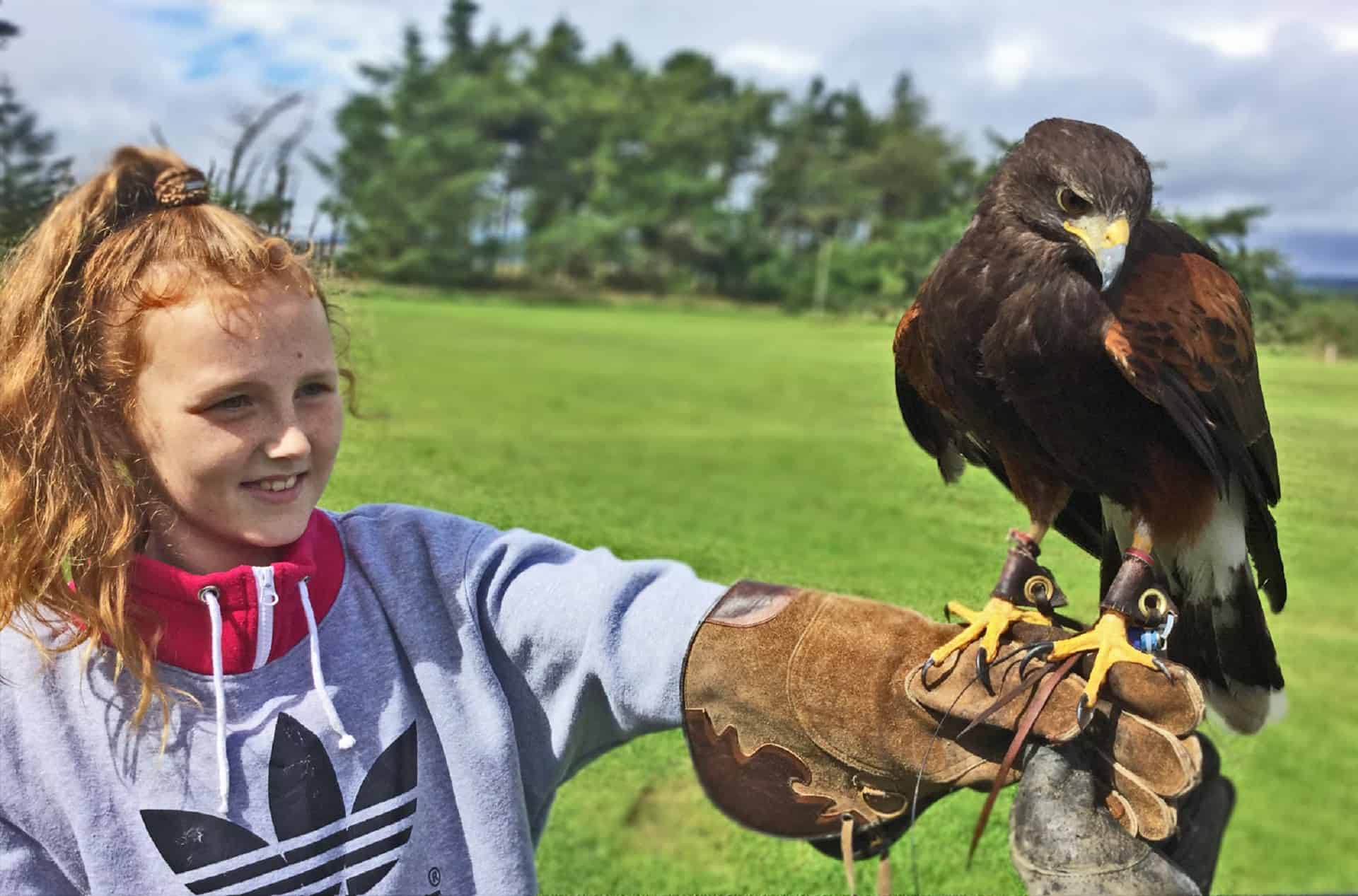 Falconry Days in UK