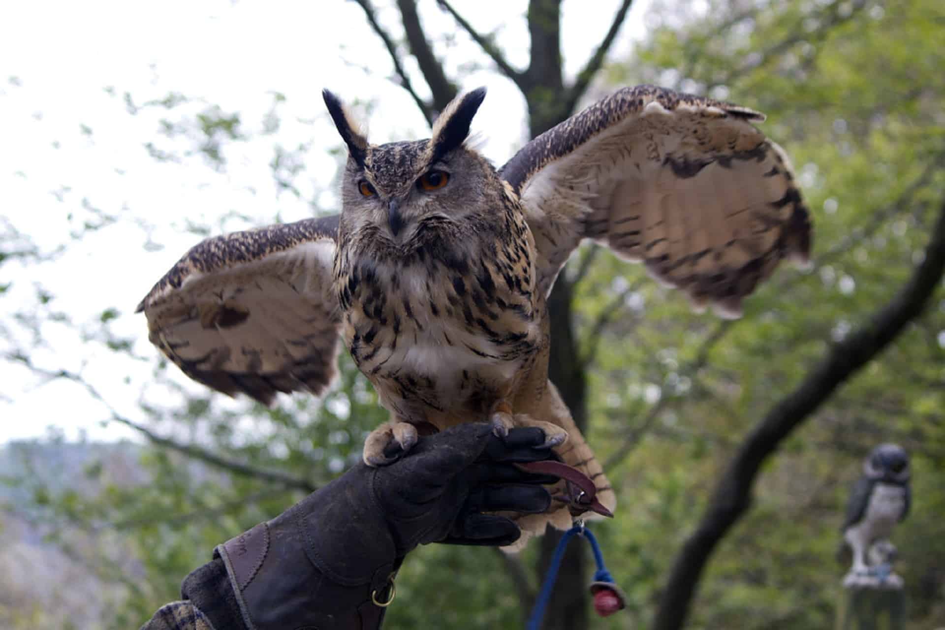 Festival Park Owl Sanctuary in UK