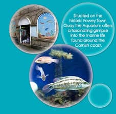 Fowey Aquarium in UK