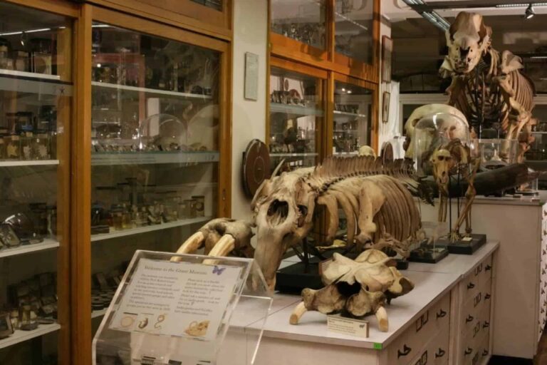 Grant Museum of Zoology in UK