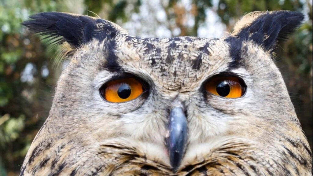 Happisburgh Owls in UK