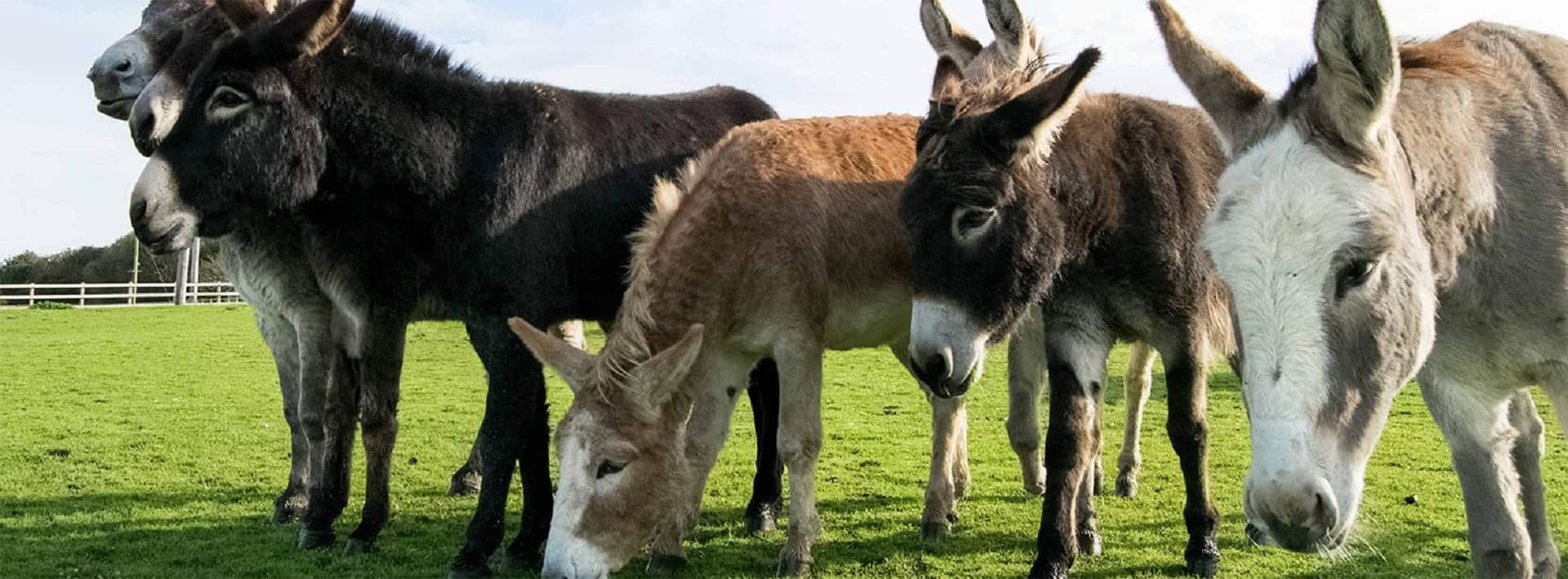 Isle Of Wight Donkey Sanctuary in UK