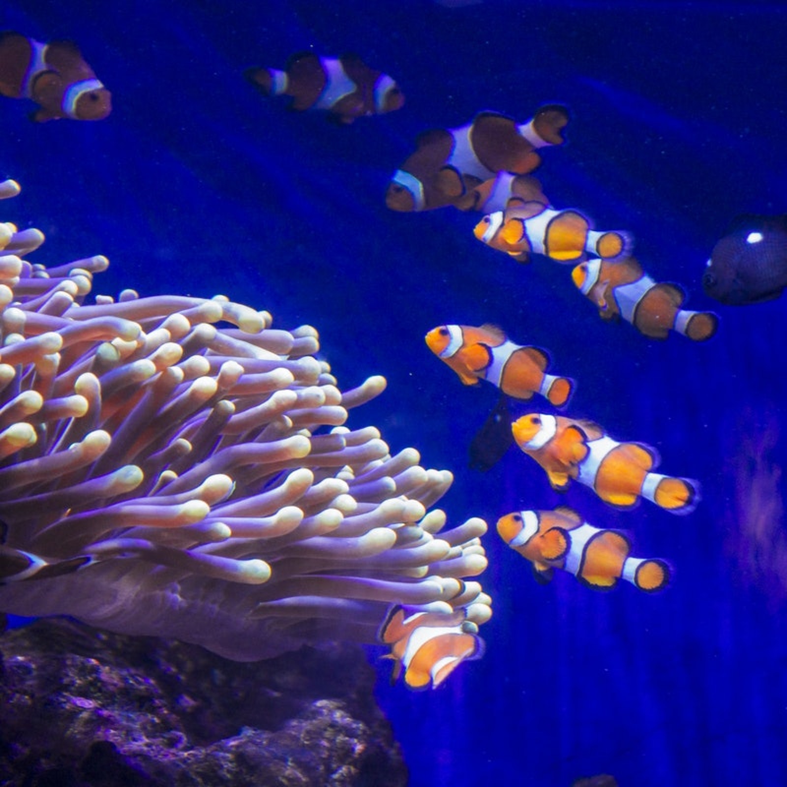 L'Aquarium de Barcelona: Flexi-ticket in Spain