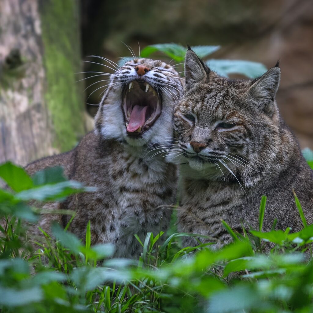 Lagos Zoo in Portugal