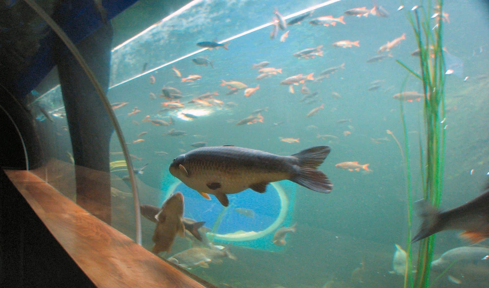 Lakes Aquarium in UK