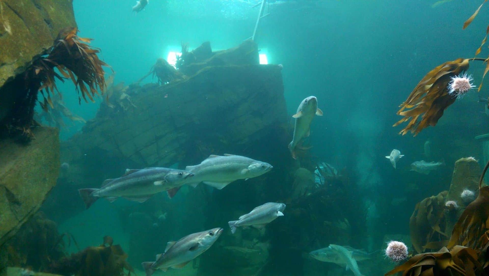 Macduff Marine Aquarium in UK