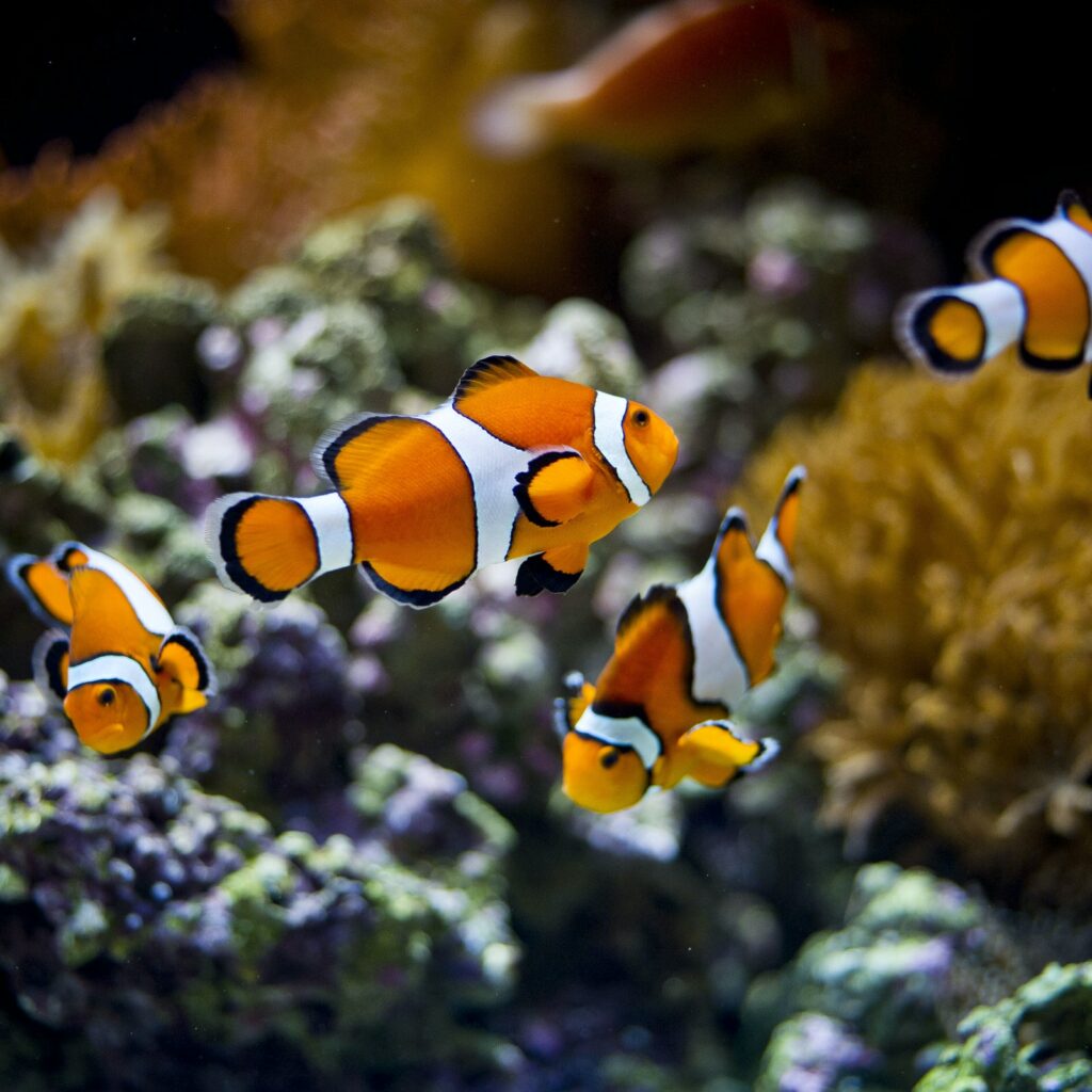 Oceanário de Lisboa & Hop-on Hop-off Bus Lisbon in Portugal