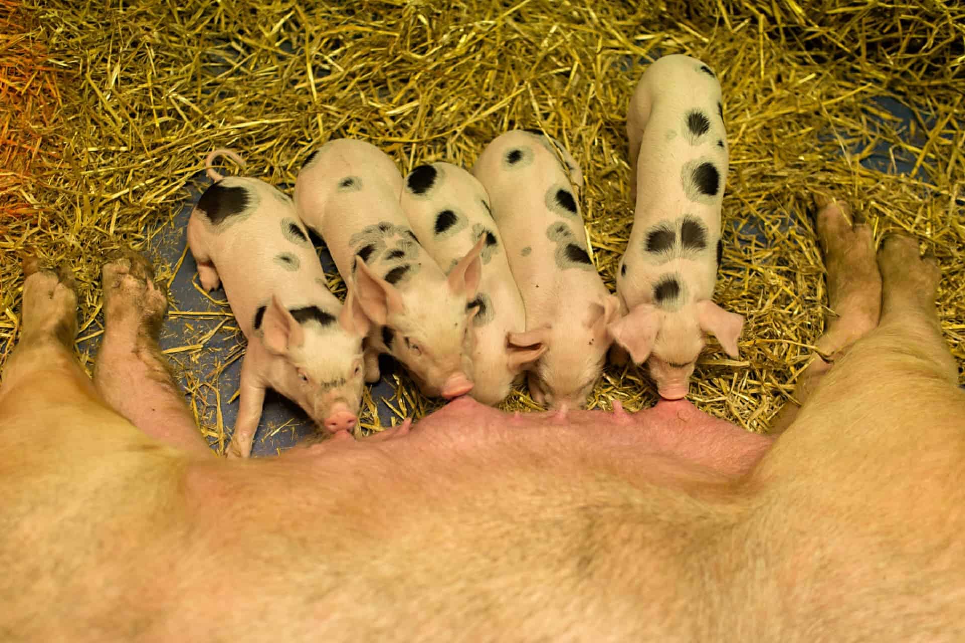 Piglets Adventure Farm in UK