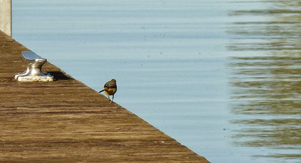RSPB Portmore Lough Bird Hide in UK