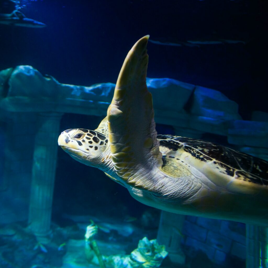 SEA LIFE Porto in Portugal