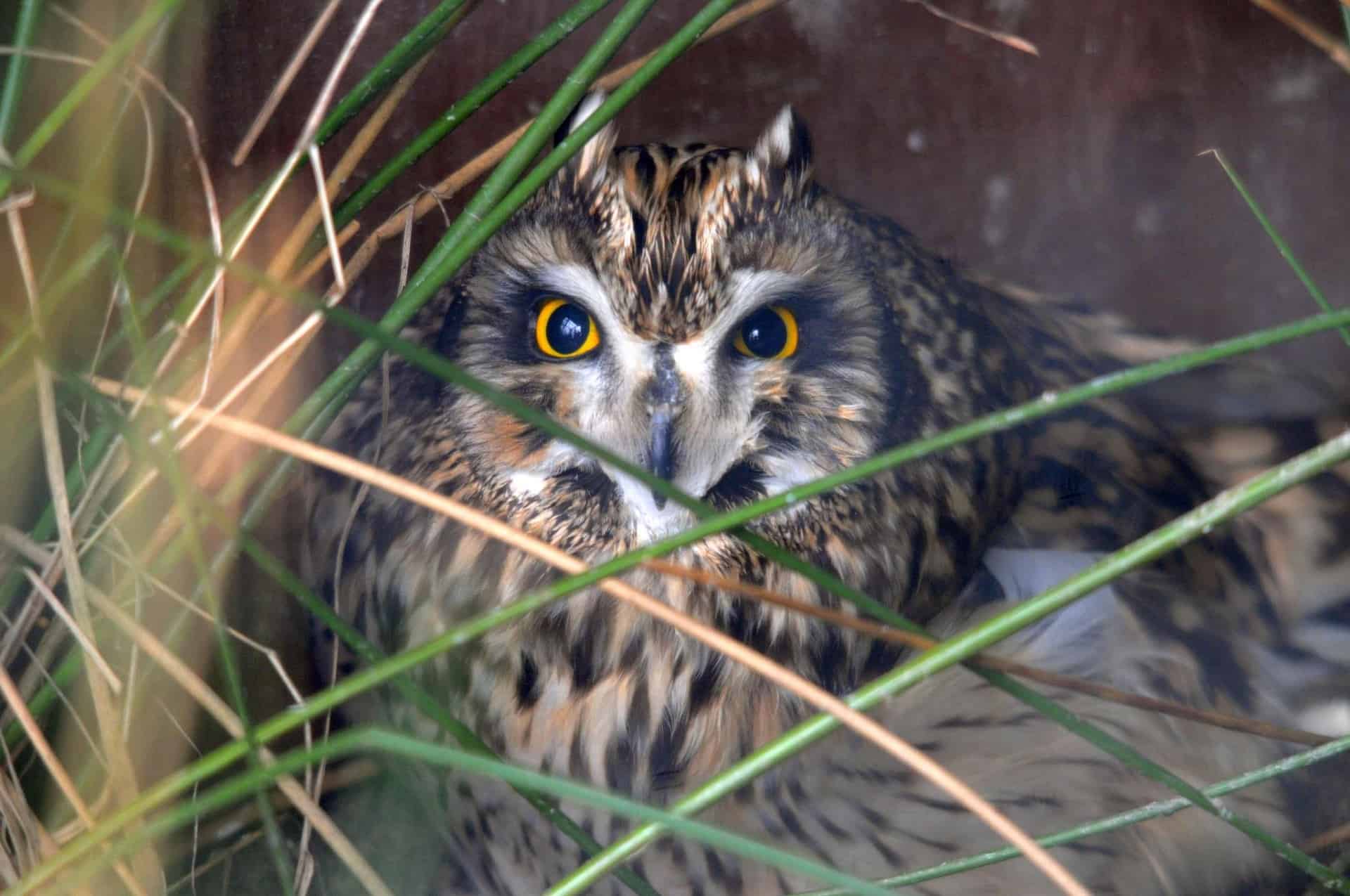 Screech Owl Sanctuary in UK