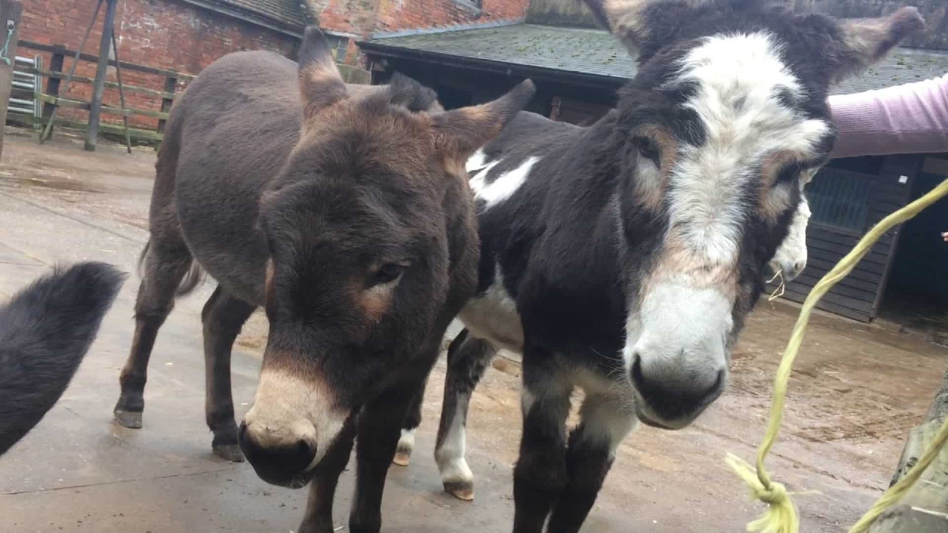 can you visit birmingham donkey sanctuary