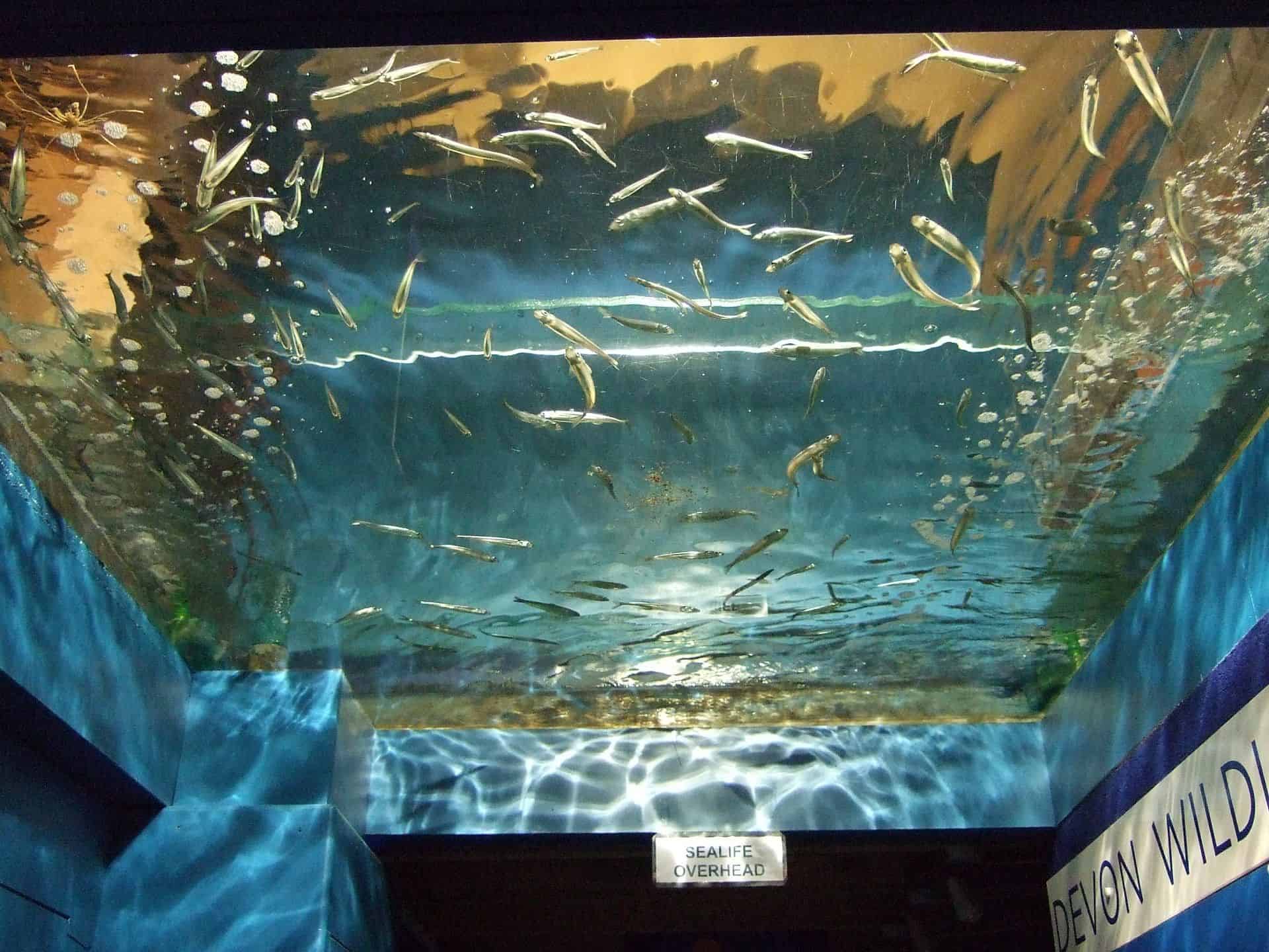 The Ilfracombe Aquarium in UK