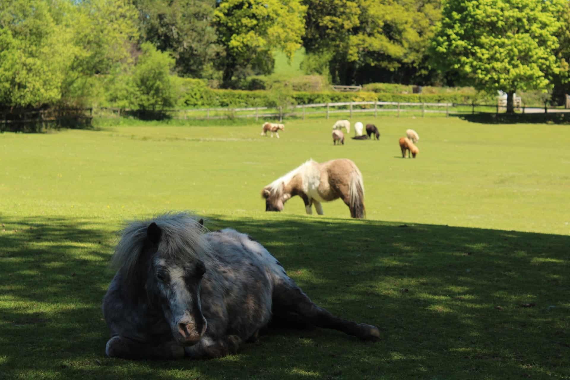 The Miniature Pony Centre in UK