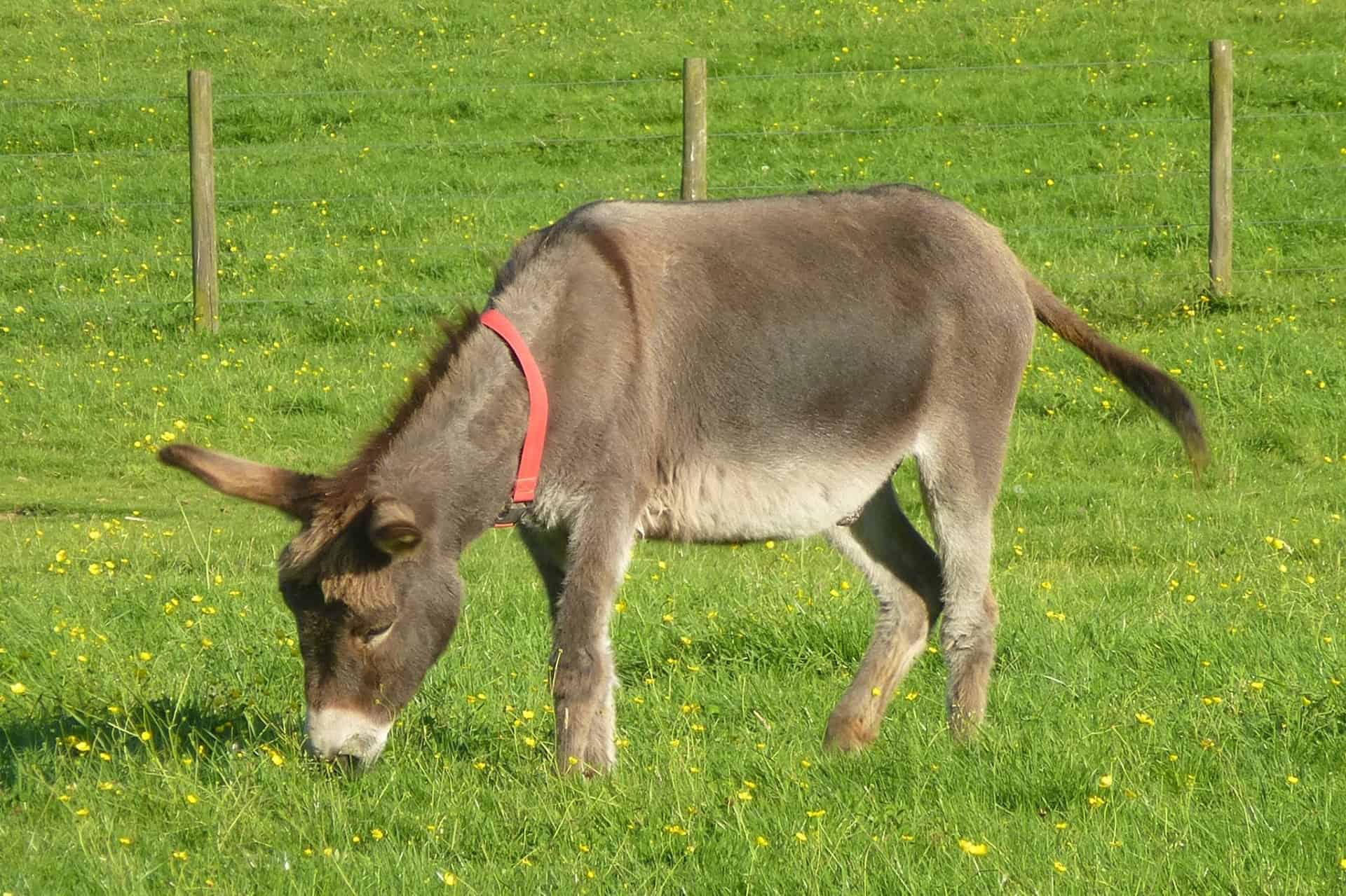 The Scottish Borders Donkey Sanctuary in UK