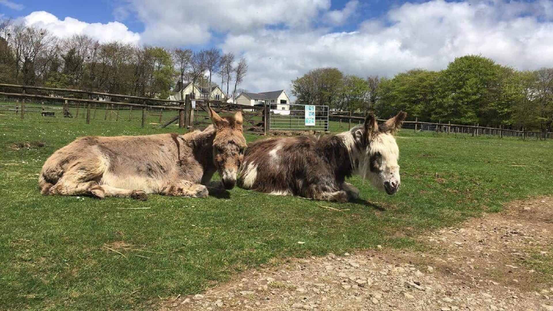 The Tamar Valley Donkey Park in UK