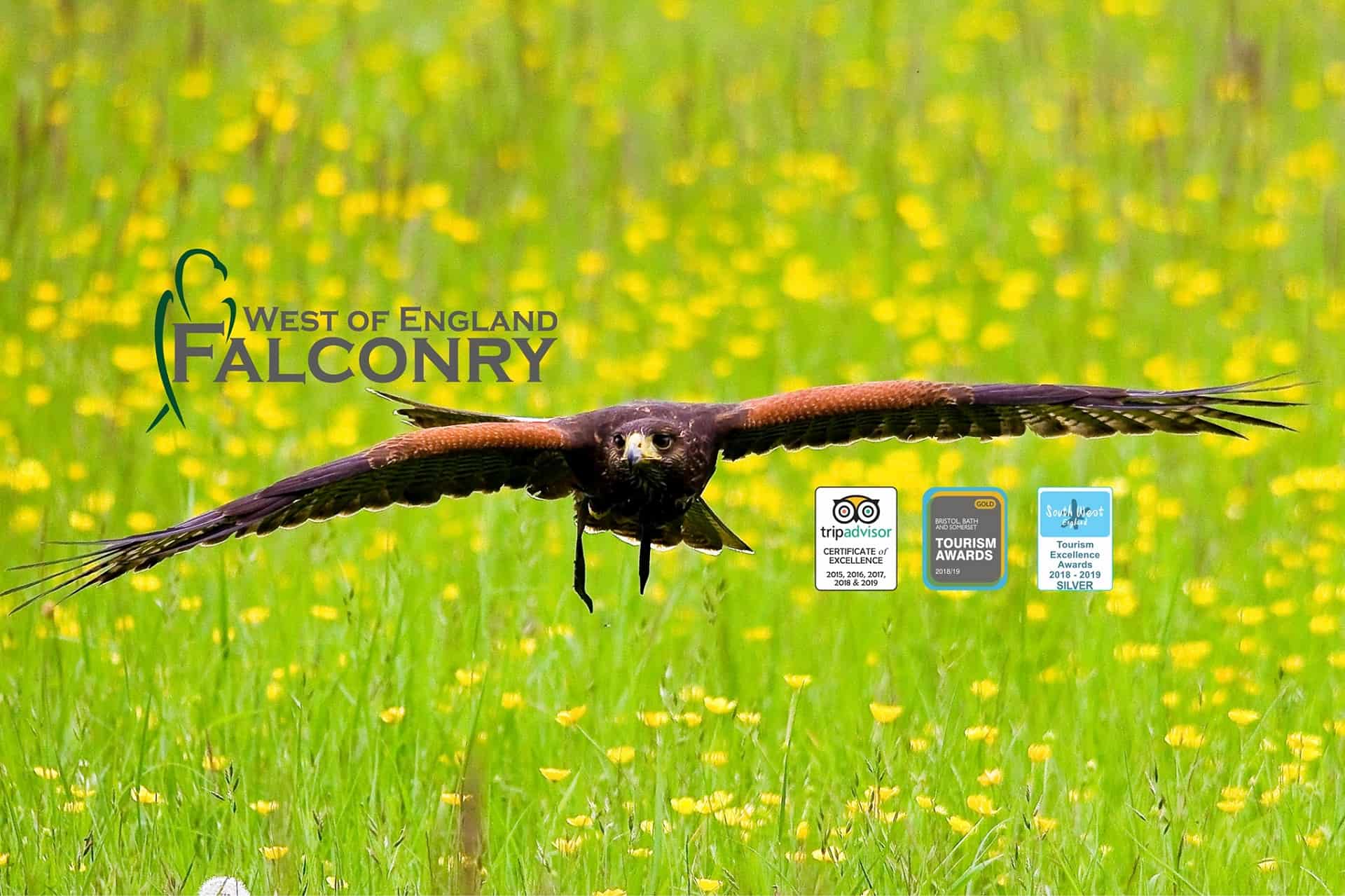 West Of England Falconry in UK